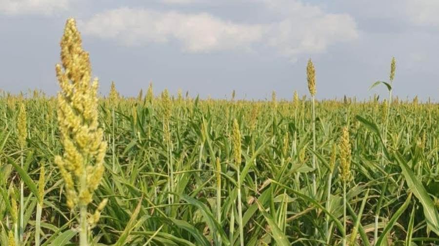 Fortalece Secretaría de Desarrollo Rural el proyecto de sorgo blanco