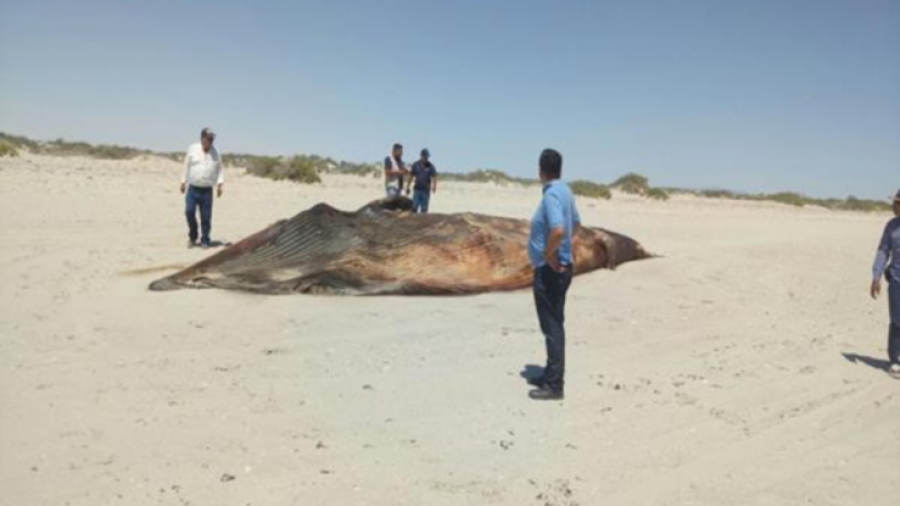 Profepa atiende varamiento de ballena muerta en Sonora