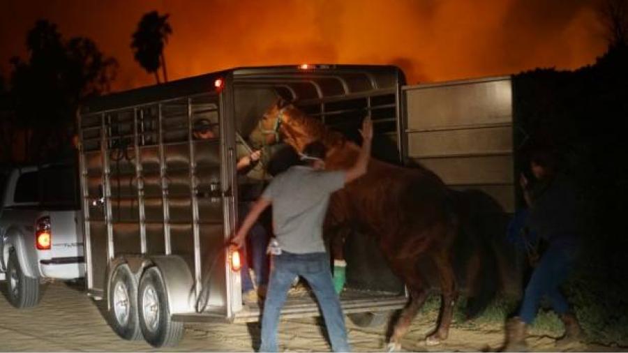 Al menos 30 caballos murieron por los incendios forestales en California