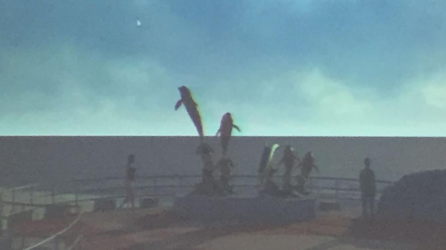 Regresan los delfines a Miramar estarán ubicados en el malecón 