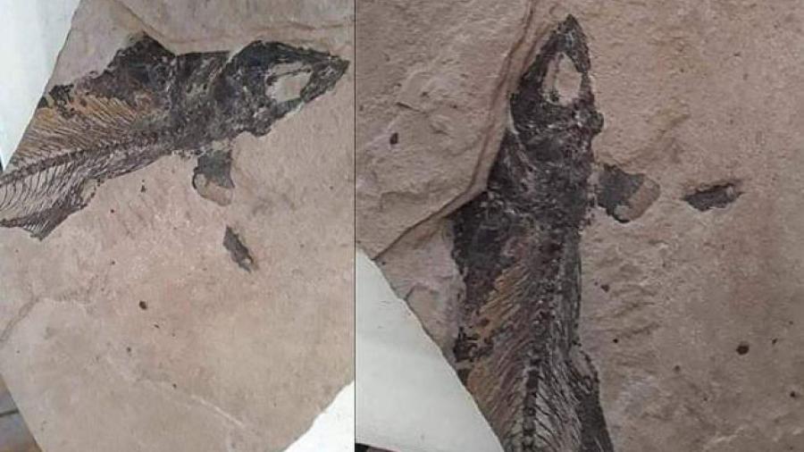 Reportan hallazgos de más fósiles en Ciudad Victoria