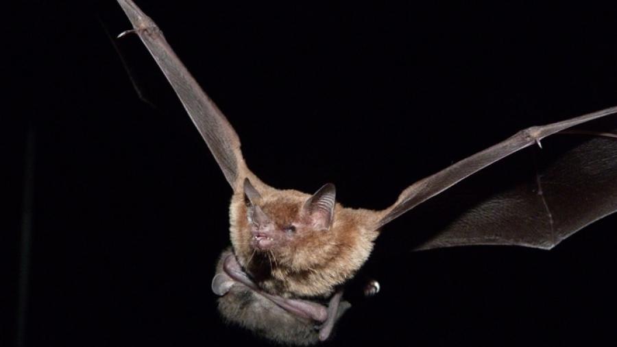 Encuentran nuevos coronavirus en murciélagos de China 