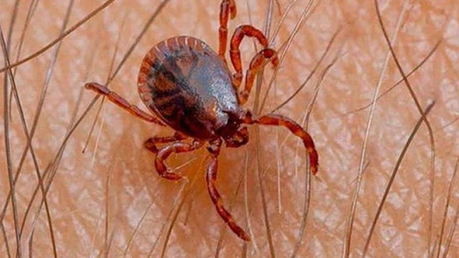 Alertan sobre riesgos de rickettsiosis por temporada de calor