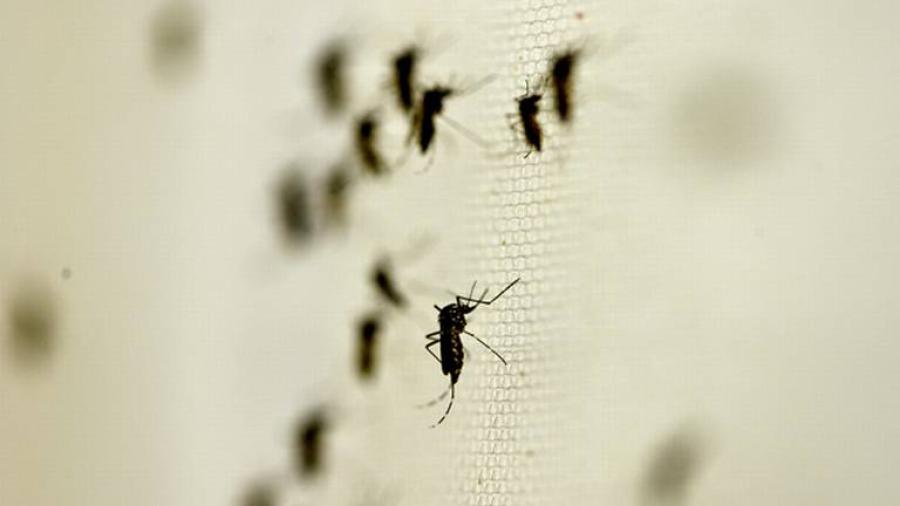 Registra Nuevo Laredo cero casos positivos de dengue
