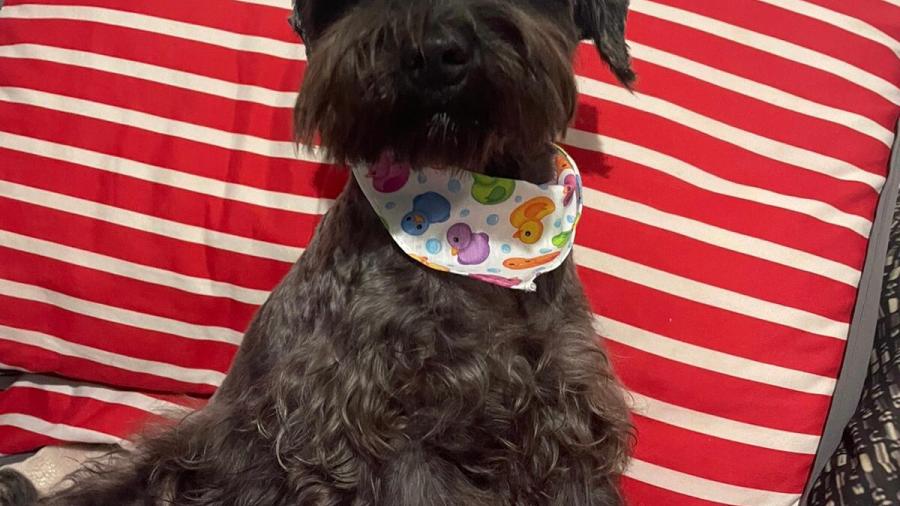 Uso de aromaterapia en mascotas calma estrés a la pirotecnia