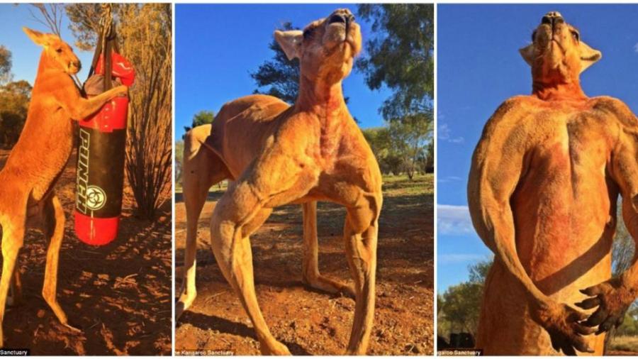 Muere el canguro más famoso de Australia