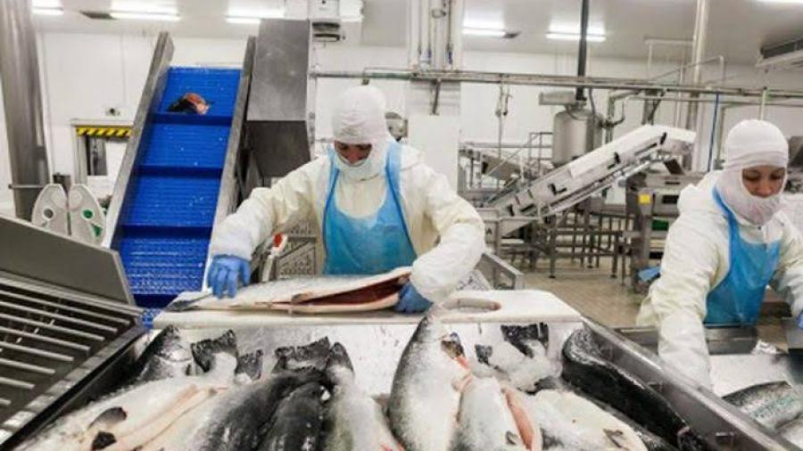 Ofrecen 36 mil pesos en Canadá por limpiar mariscos