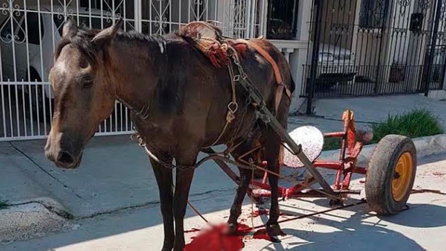 Caballo es herido por cargar exceso de peso en carreta de basura