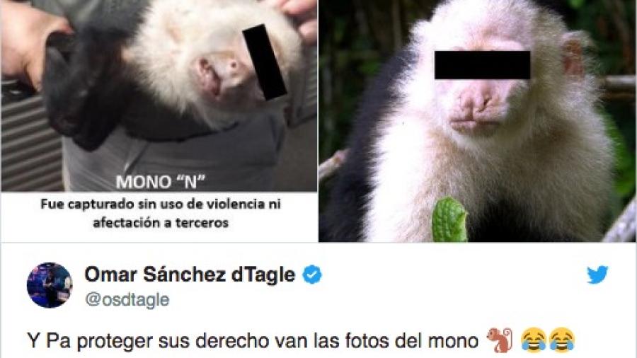 Reacciones y memes por captura del mono de las lomas