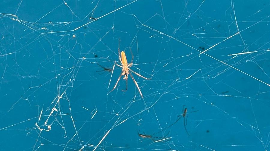 Arañas invaden viviendas en la colonia Lázaro Cárdenas; autoridades analizan especie
