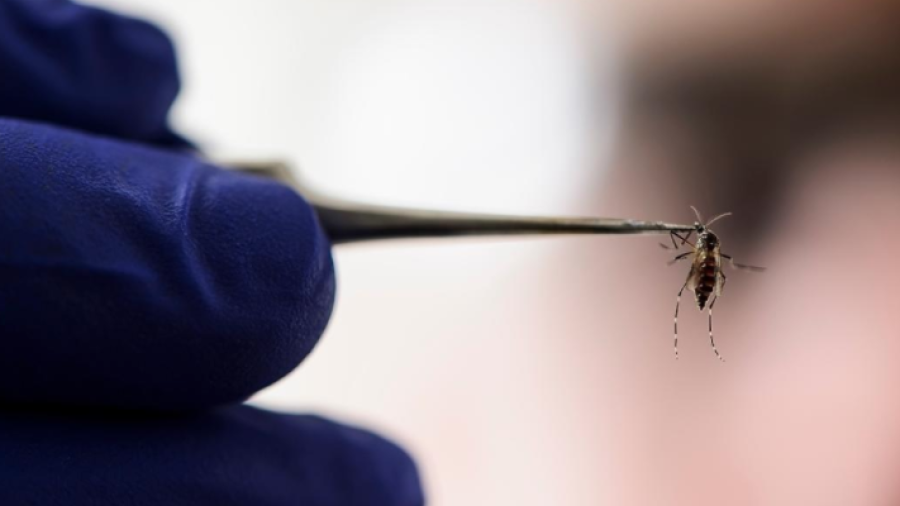 Surge el primer posible caso de Zika en NLD
