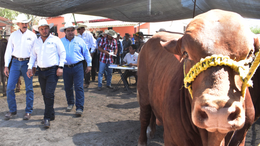 Todo está listo para iniciar el programa “Mejoramiento Genético Tam 2019”