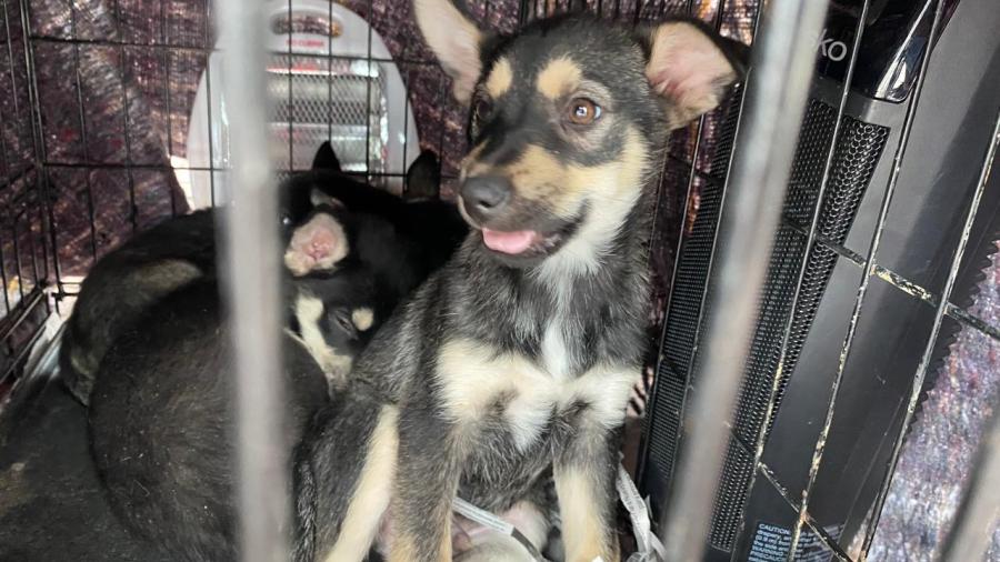 Exhortan a formalizar reportes de maltrato animal 