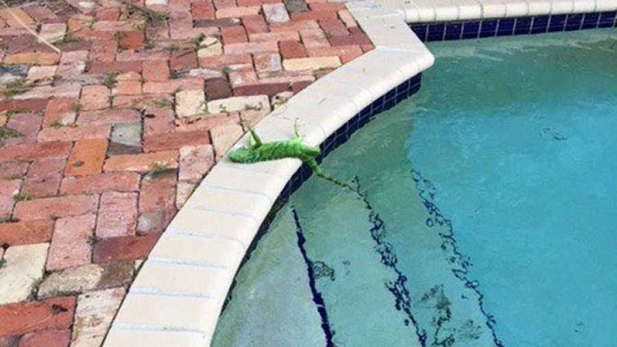 Iguanas mueren petrificadas en Florida por frío