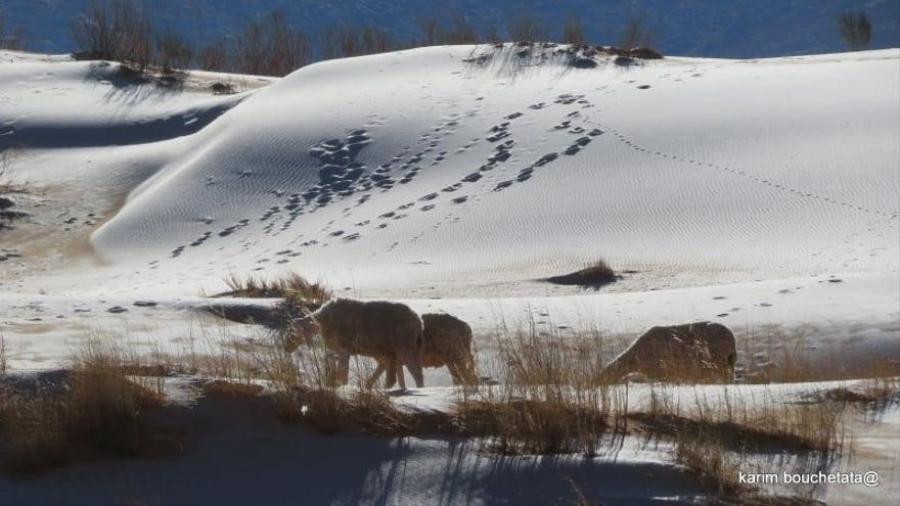 Registran nevadas en el desierto del Sahara