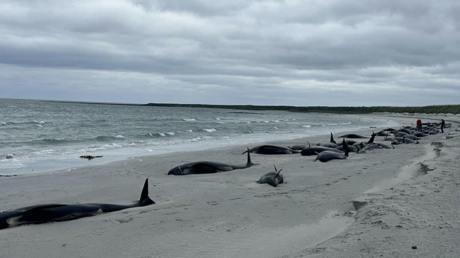 Encuentran al menos 77 ballenas varadas en isla de Escocia