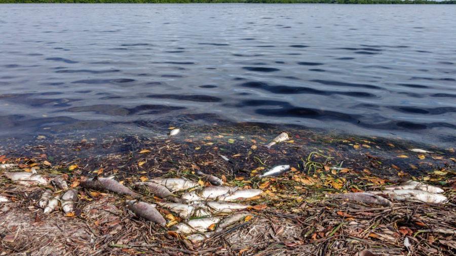 Marea roja causa muerte marina sin precedentes en Florida