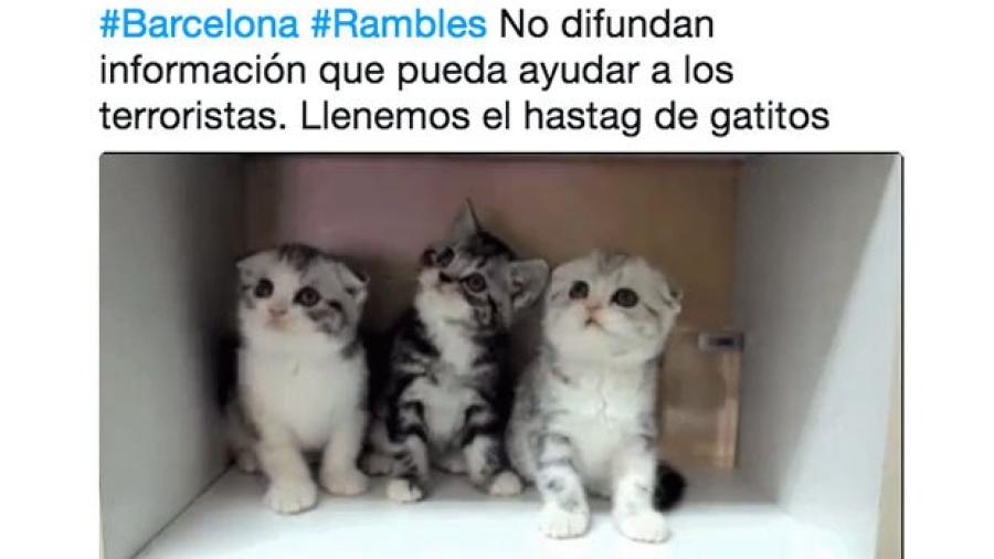 Tras atentado en Barcelona Twitter se llena de gatitos