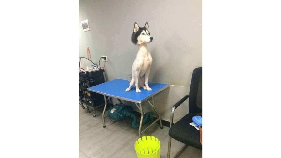 El husky siberiano rapado que está causando sensación en redes