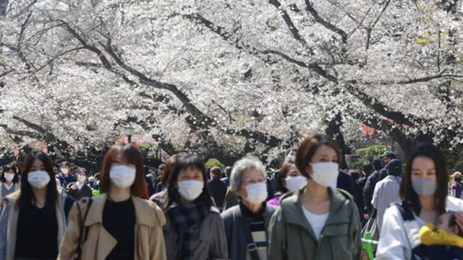 Florecimiento adelantado de ‘sakuras’ en Japón da señales de cambio climático