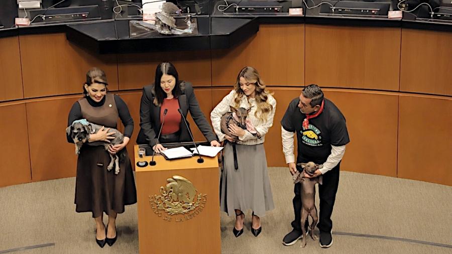 Senado aprueba reforma de cuidado animal: pasa a estados