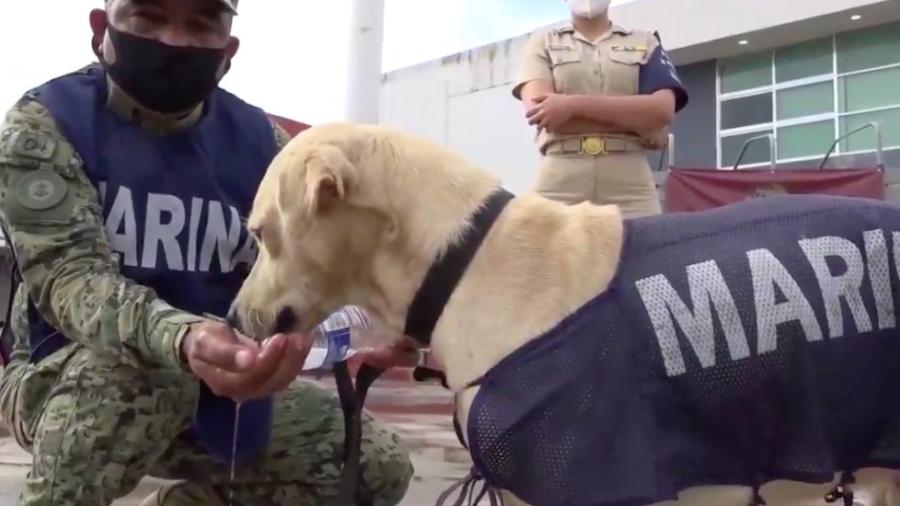 Marina abre convocatoria para nombrar al perrito rescatado en Tabasco 