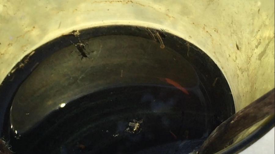 Autoridades cerrar&aacute;n filas para evitar el avance de dengue