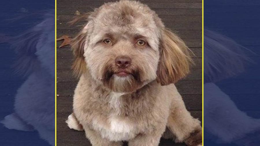 ¿Un perrito con cara de humano?