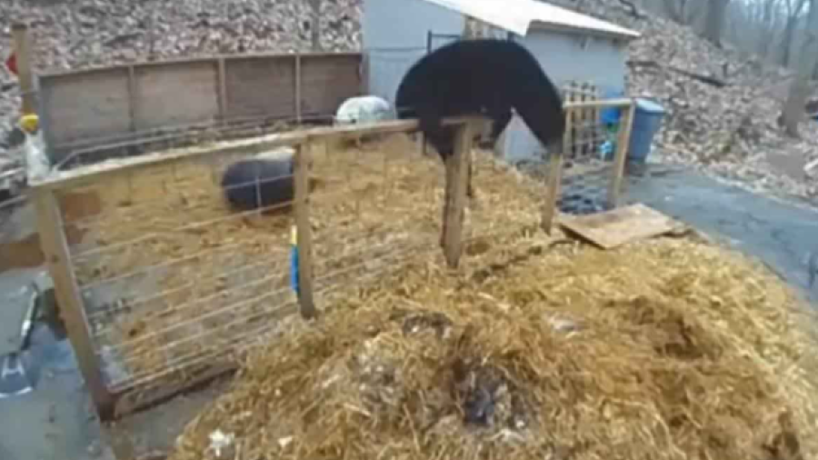 Cerdos se defienden de oso negro que se metió a su corral 