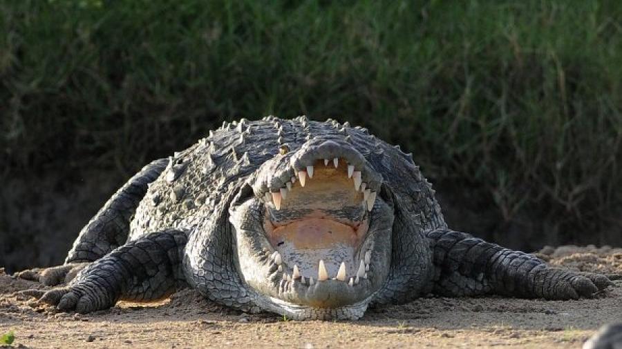 Logran capturar a cocodrilo de 600 kilos en Australia