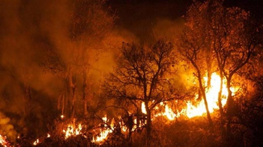 Combaten brigadistas incendio forestal en Parque Nacional El Veladero