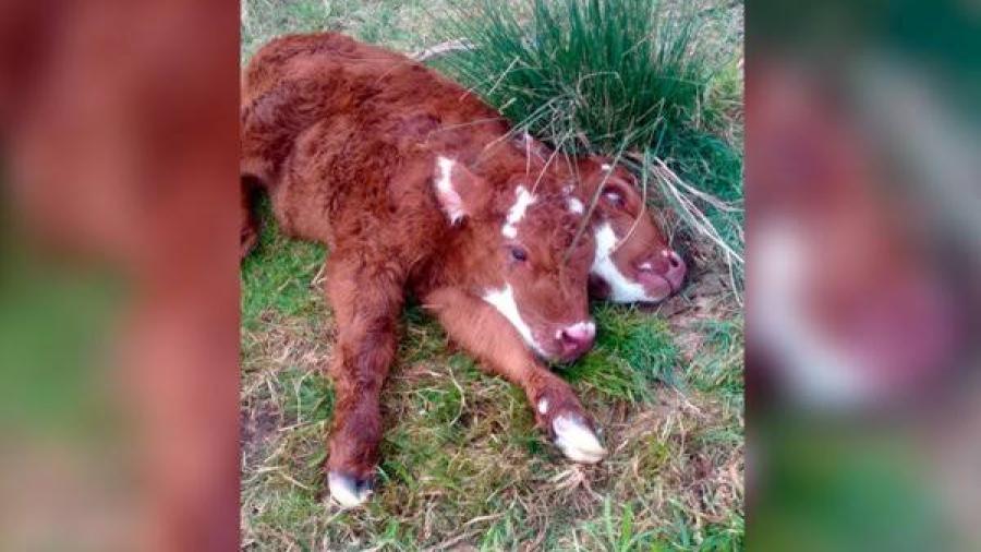 Rezan a un ternero que nació con dos cabezas; creen que acabará con el Covid