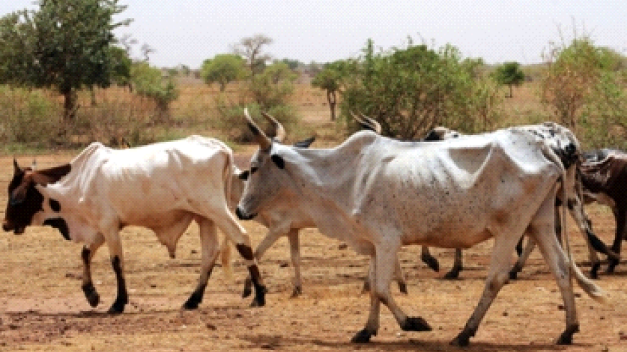 Registran aumento de sacrificios de ganado en Ciudad Mante