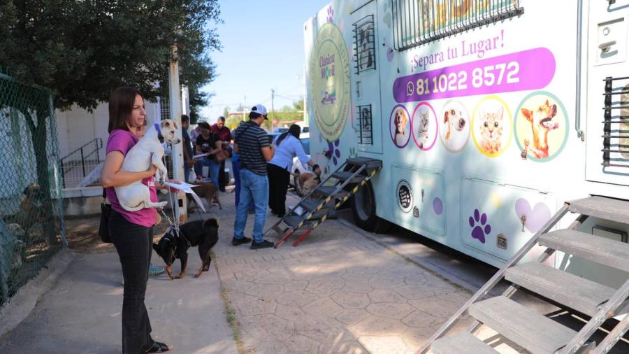 Tendrá Dirección de Bienestar Animal jornada de esterilización felina y canina