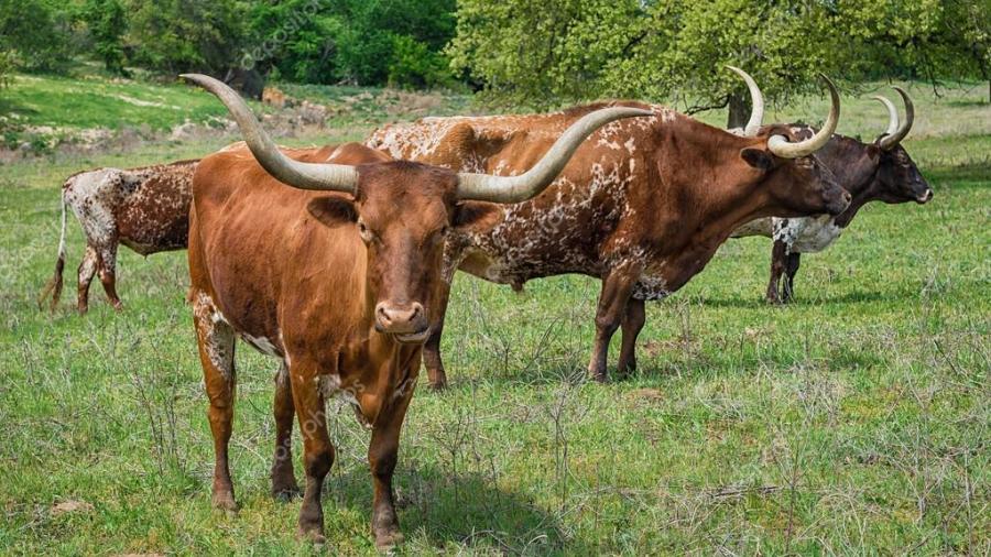 Condados de Texas reportan presencia de ántrax en animales