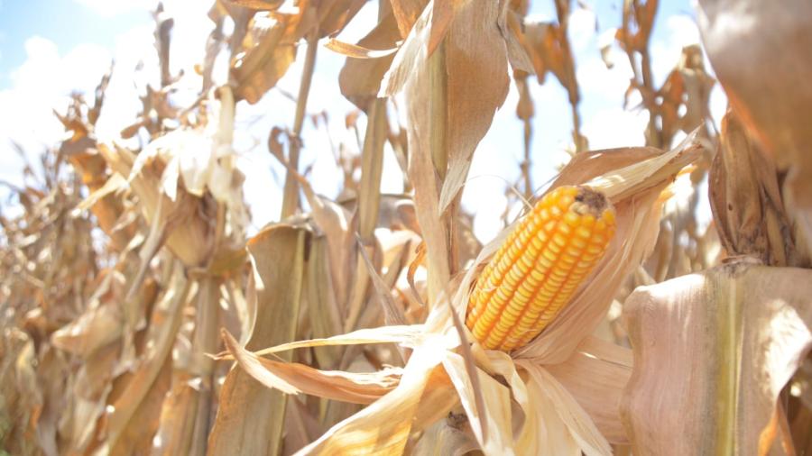 Ponen a disposición de los productores de maíz el Programa de Precios de Garantía