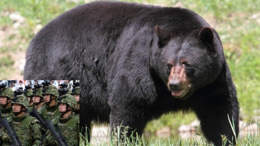 Japón despliega al Ejército para contener ataques de osos en Akita