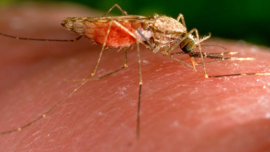 Reportan 23 casos de dengue y 325 probables en Guerrero