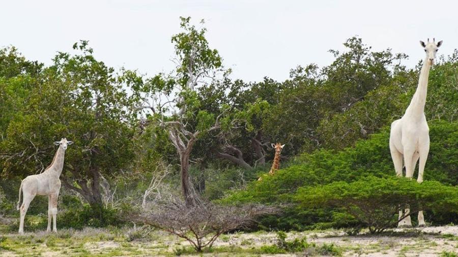 Son cazadas en Kenia las únicas especies de jirafas blancas