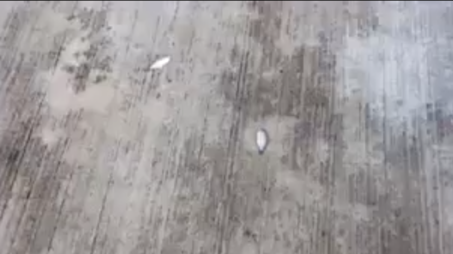 Mesocicl&oacute;n causa de lluvia de peces en Tampico