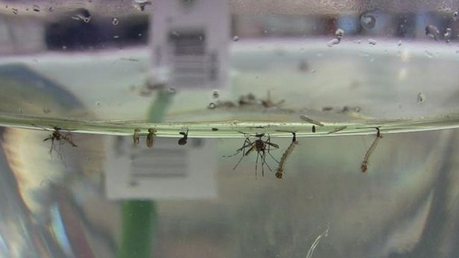 Lluvias pondrán aprueba acciones contra dengue, zika y chikungunya: SSA