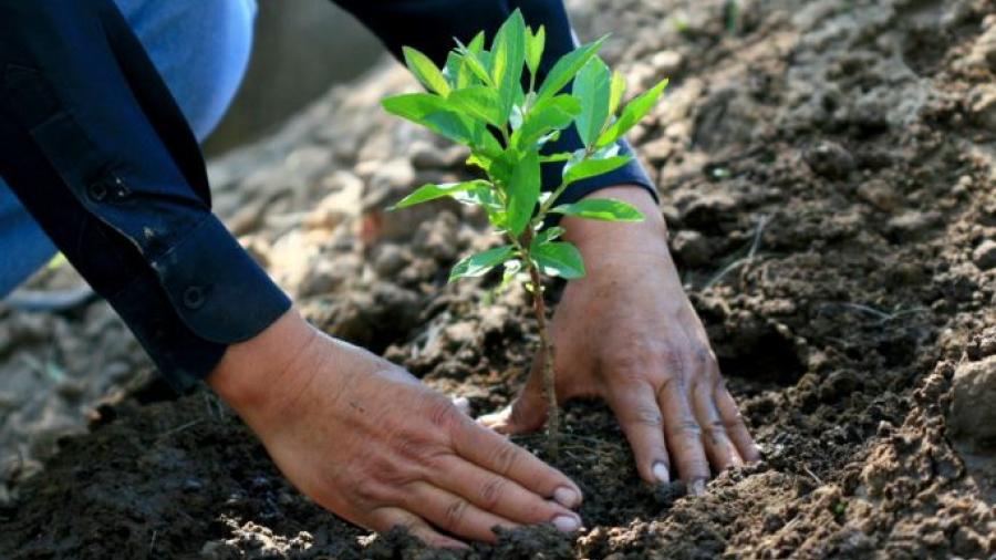 Propondrá AMLO a Biden implementación del programa 'Sembrando Vida' en Centroamérica