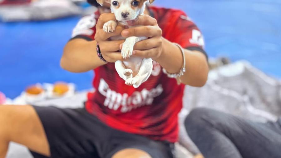 Llama Carlos Peña Ortz a proteger la integridad de las mascotas