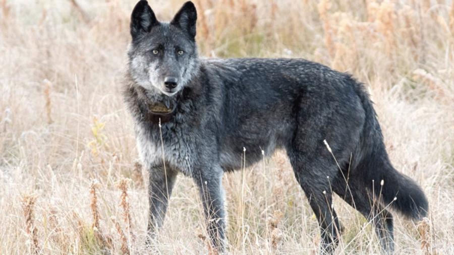 Cazan a la loba más querida de Yellowstone