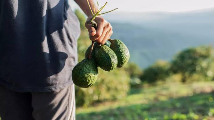 Exportación del aguacate a EEUU se restablecerá el 3 de julio