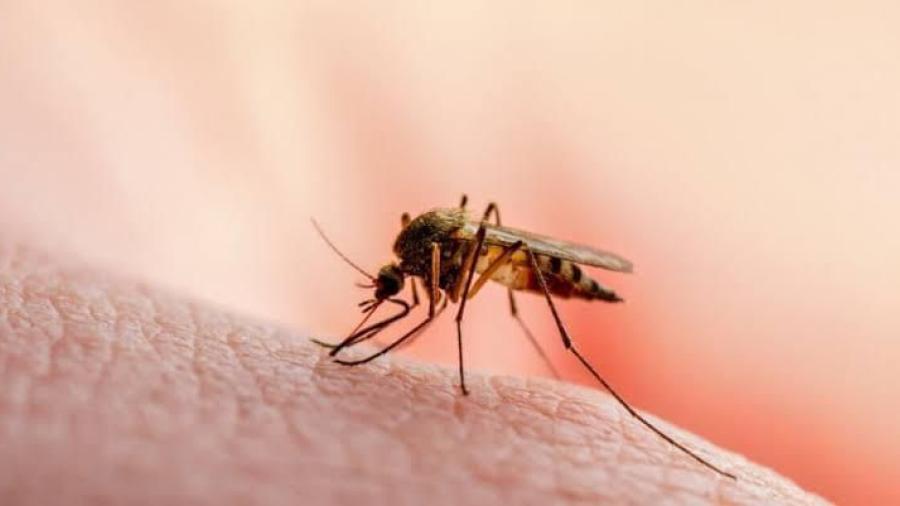Cruz Roja se une para prevenir el dengue en Reynosa