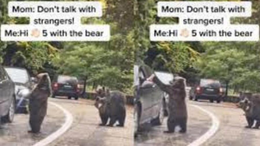 Oso ‘choca los cinco’ con un conductor