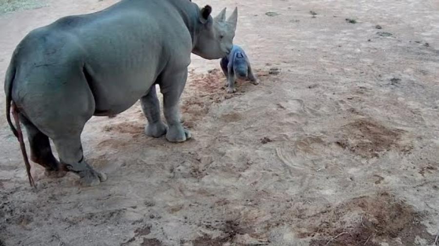 Nace en Australia rinoceronte negra, una de las especies en peligro de extinción