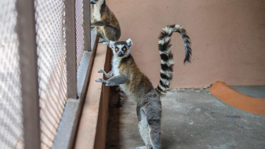 Llegan tres nuevas especies al zoológico de Nuevo Laredo