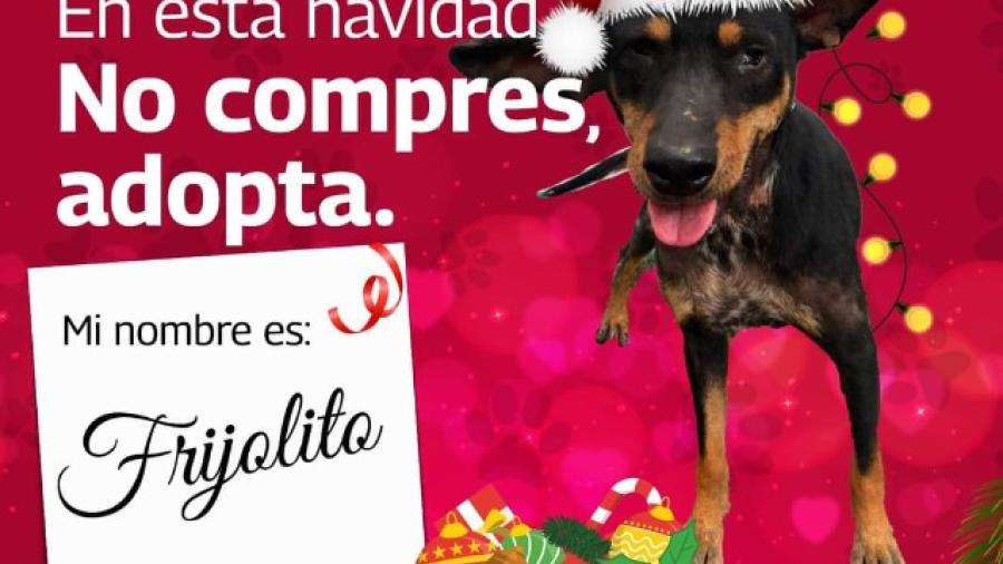 Invitan a adoptar mascotas 